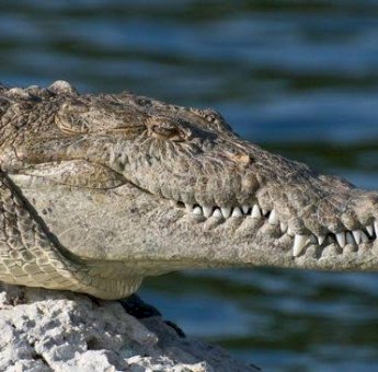 Panik! Puluhan Buaya Lepas dari Penangkaran Saat Banjir di China