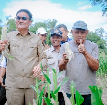 Panen Jagung Perdana di Desa Balusu, Bupati Barru Suardi Saleh: Cukup untuk Penuhi Permintaan Pasar