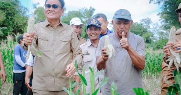 Panen Jagung Perdana di Desa Balusu, Bupati Barru Suardi Saleh: Cukup untuk Penuhi Permintaan Pasar