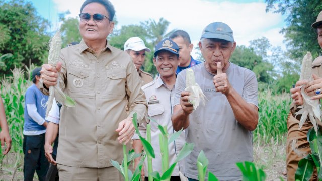 Suardi saleh melakukan Panen Jagung Perdana di Desa Balusu Kecamatan Balusu