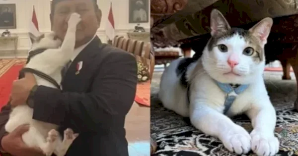 Bobby Kertanegara si Kucing Istana Negara, Berani Gigit Pipi dan Pencet Hidung Prabowo: Love!