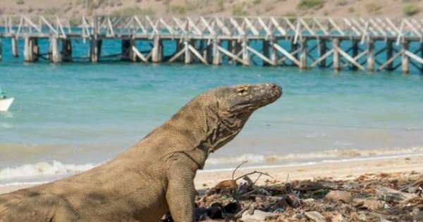 Bikin Melongo, Tarif Olahraga Memancing di TN Komodo Naik Jadi Rp 5 Juta dari Rp 25.000