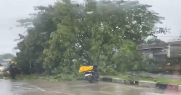 Jalan Poros Makassar-Barru di Awarange Macet 2 Km, Ada Pohon Tumbang