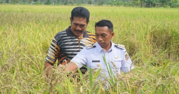 Syaharuddin Alrif Dorong Petani Sidrap Gunakan Pupuk Organik