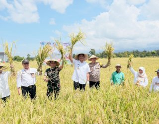Panen Raya Padi Serentak, Bantaeng Nyaris Capai Target GKP