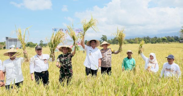 Panen Raya Padi Serentak, Bantaeng Nyaris Capai Target GKP