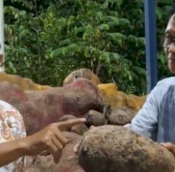 Digagas Bupati Syaharuddin Alrif, Porang Sidrap Tembus Pasar Ekspor