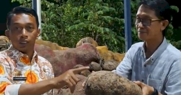 Digagas Bupati Syaharuddin Alrif, Porang Sidrap Tembus Pasar Ekspor