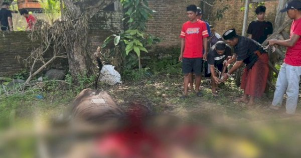 Idul Adha 2025, NasDem Sulsel Kurban 130 Ekor Sapi, Tersebar di 24 Kabupaten-Kota
