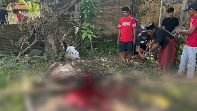 Idul Adha 2025, NasDem Sulsel Kurban 130 Ekor Sapi, Tersebar di 24 Kabupaten-Kota