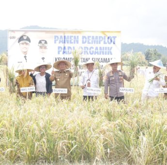 Demplot Padi Organik di Karambua Berhasil, Bupati dan Wabup Lutim Panen Bersama