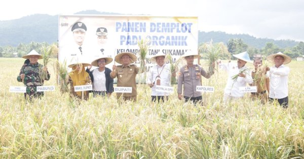 Demplot Padi Organik di Karambua Berhasil, Bupati dan Wabup Lutim Panen Bersama