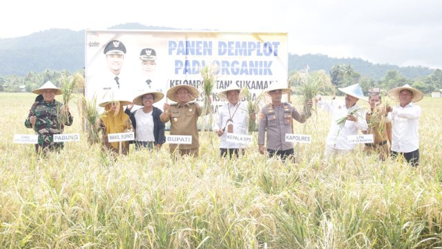 Bupati dan Wabup Lutim Panen Demplot Padi Organik di Karambua.